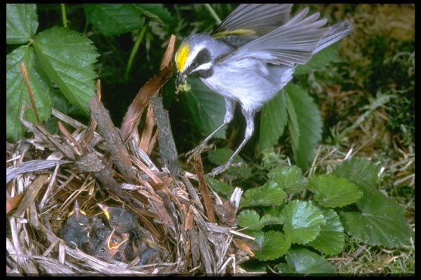 163002 Golden winged Warbler Landing On Nest A4 Photo Print