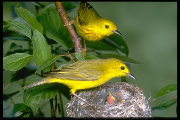 163003 Pair Of Yellow Warblers With Young A4 Photo Print