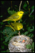 163004 Pair Of Yellow Warblers Feeding Young A4 Photo Print