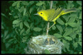 163005 Yellow Warbler With Two Nestlings A4 Photo Print