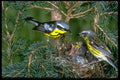 163006 Pair Of Magnolia Warblers With Nest A4 Photo Print