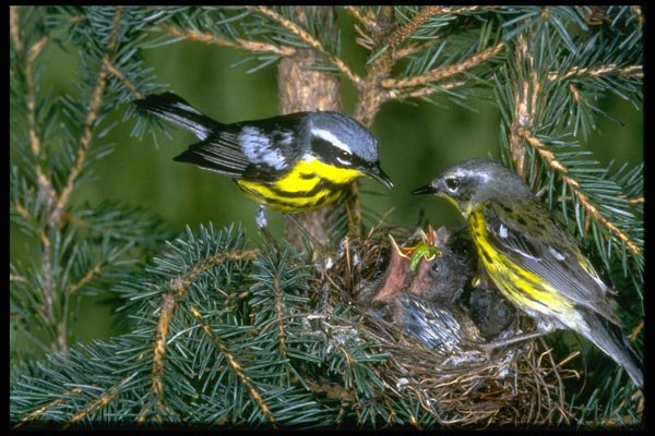 163006 Pair Of Magnolia Warblers With Nest A4 Photo Print