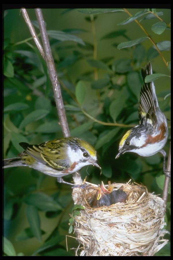 163007 Pair Of Chestnut sided Warblers With Nest A4 Photo Print