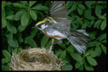 163008 Chestnut sided Warbler Landing On Nest A4 Photo Print