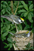 163009 Chestnut sided Warblers On Nest A4 Photo Print