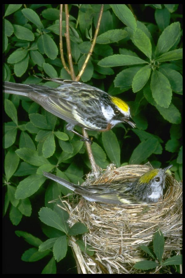 163009 Chestnut sided Warblers On Nest A4 Photo Print