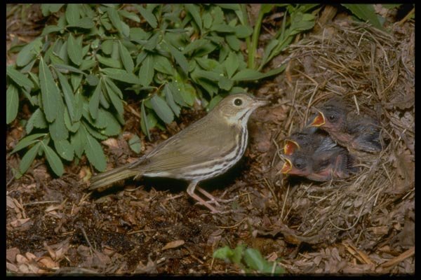 163010 Ovenbird With Young A4 Photo Print