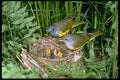 163011 Pair Of Mourning Warblers With Young A4 Photo Print
