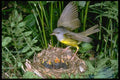 163012 Mourning Warbler Landing On Nest A4 Photo Print