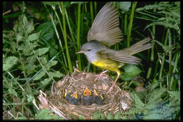 163012 Mourning Warbler Landing On Nest A4 Photo Print