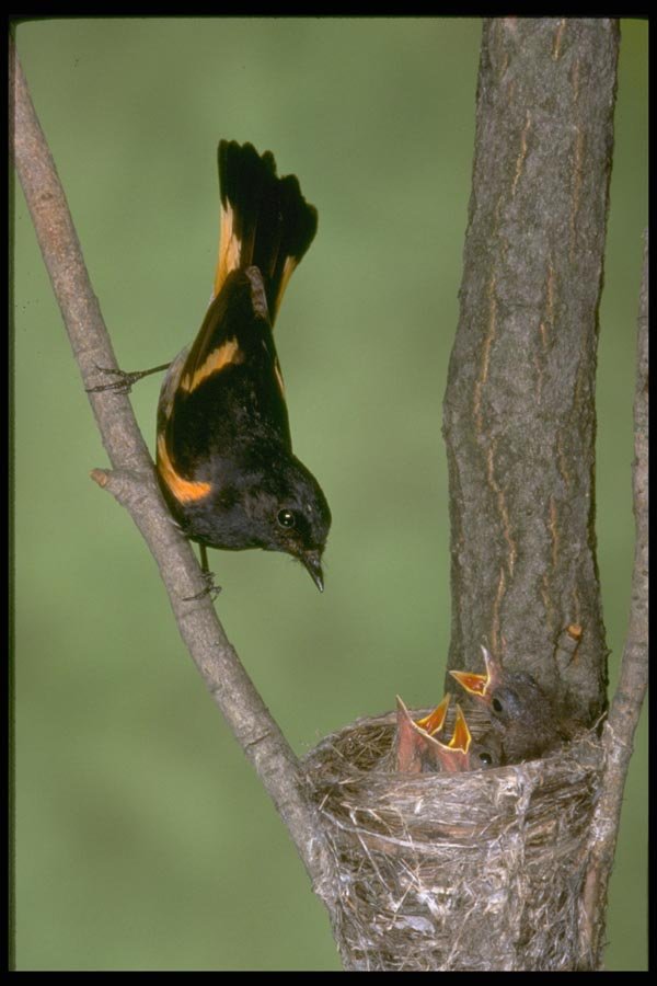 163014 American Redstart (male) With Young A4 Photo Print