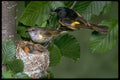 163015 Pair Of American Redstarts With Nest A4 Photo Print