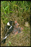 163016 Pair Of Bobolinks With Nest A4 Photo Print