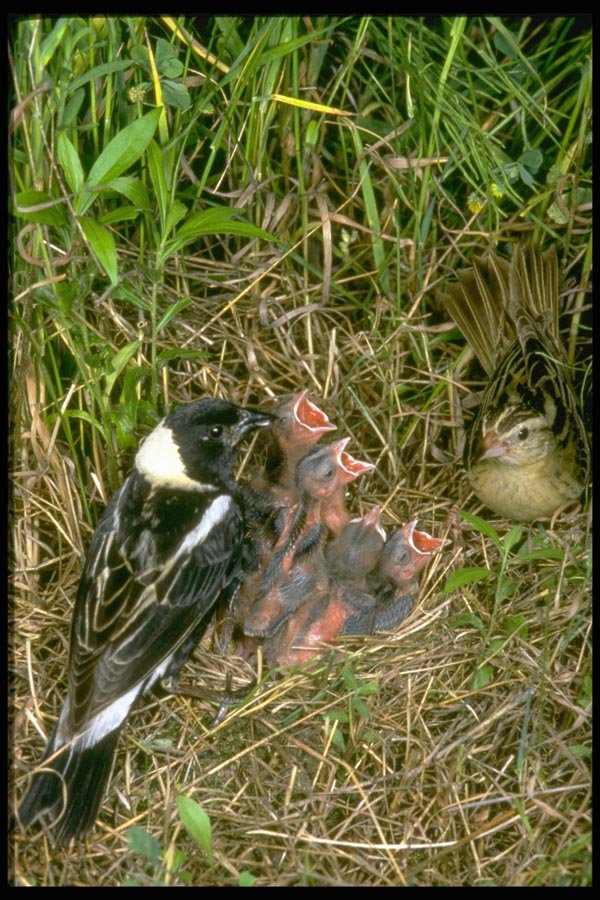 163016 Pair Of Bobolinks With Nest A4 Photo Print