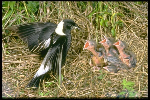 163017 Bobolink Feeding Young A4 Photo Print