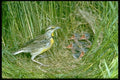 163018 Eastern Meadowlark With Young A4 Photo Print