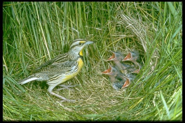 163018 Eastern Meadowlark With Young A4 Photo Print