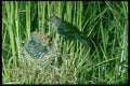 163019 Red winged Blackbird (female) With Young A4 Photo Print