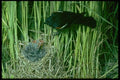163020 Red winged Blackbird (male) With Young A4 Photo Print