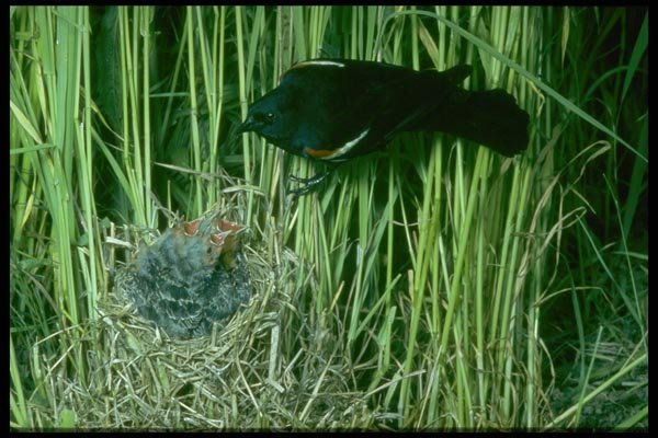 163020 Red winged Blackbird (male) With Young A4 Photo Print