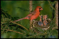 163021 Northern Cardinal With Young A4 Photo Print
