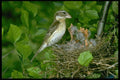 163023 Rose breasted Grosbeak (female) With Young A4 Photo Print