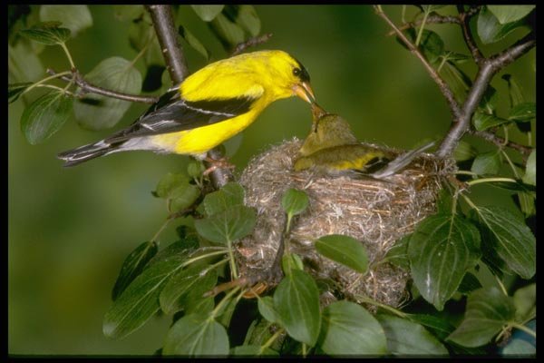 163024 Pair Of American Goldfinches On The Nest A4 Photo Print