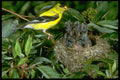 163025 American Goldfinch With Young A4 Photo Print