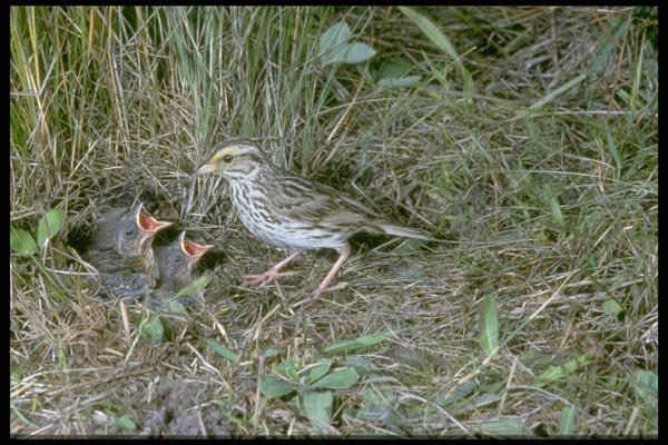 163026 Savanna Sparrow With Nest A4 Photo Print