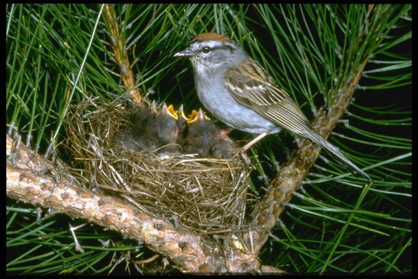 163027 Chipping Sparrow And Two Nestlings A4 Photo Print