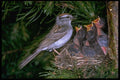 163028 Chipping Sparrow Feeding Young A4 Photo Print
