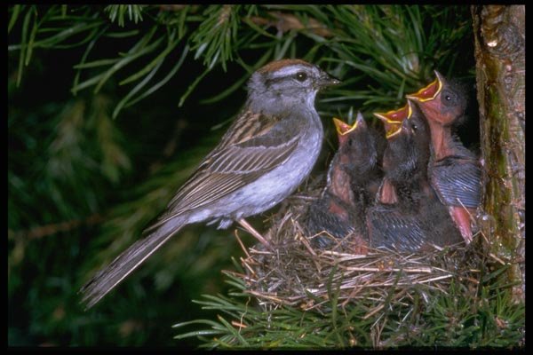 163028 Chipping Sparrow Feeding Young A4 Photo Print
