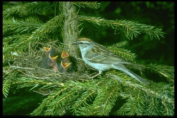 163029 Chipping Sparrow With Nest A4 Photo Print