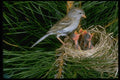 163030 Field Sparrow With Young A4 Photo Print