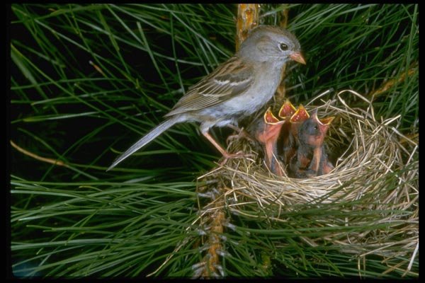 163030 Field Sparrow With Young A4 Photo Print