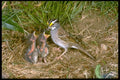163031 White throated Sparrow With Nestlings A4 Photo Print