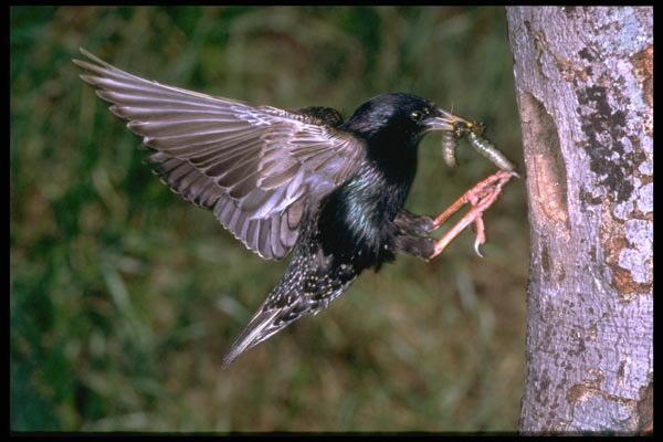 163032 Common Starling With Worm A4 Photo Print