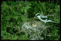 163033 Loggerhead Shrike Feeding Young A4 Photo Print