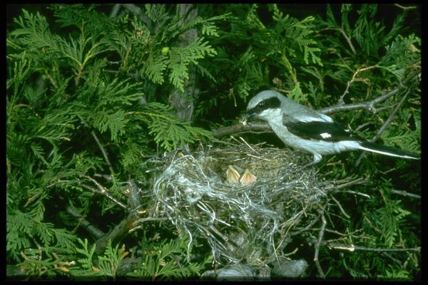 163033 Loggerhead Shrike Feeding Young A4 Photo Print