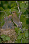 163034 Cedar Waxwing With Nestlings A4 Photo Print
