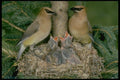 163035 Pair Of Cedar Waxwings With Young A4 Photo Print