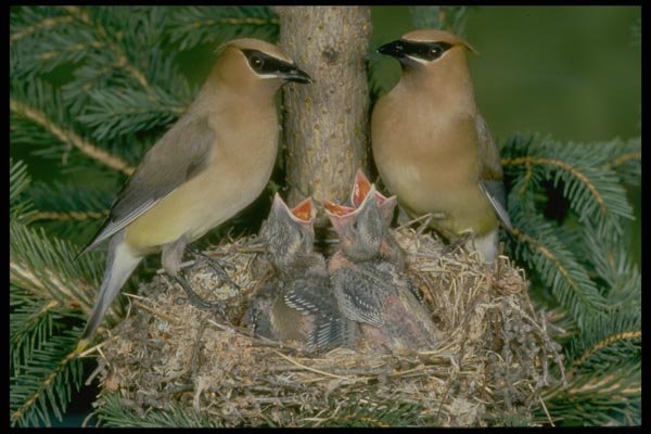 163035 Pair Of Cedar Waxwings With Young A4 Photo Print