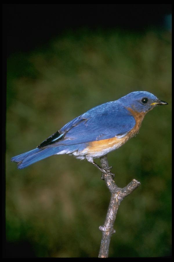 163036 Eastern Bluebird A4 Photo Print