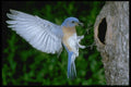 163037 Eastern Bluebird Landing A4 Photo Print