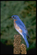 163038 Eastern Bluebird On A Mullein Stalk A4 Photo Print