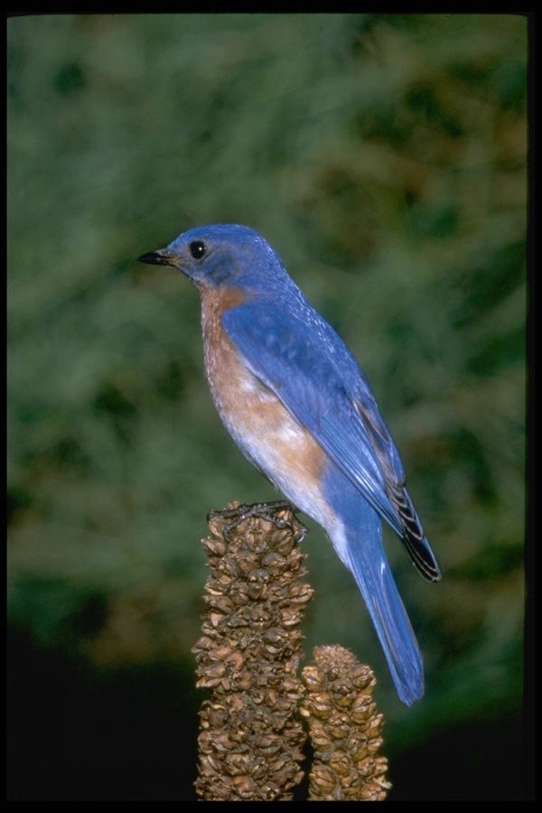 163038 Eastern Bluebird On A Mullein Stalk A4 Photo Print