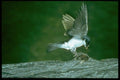 163039 Tree Swallow With Bug A4 Photo Print