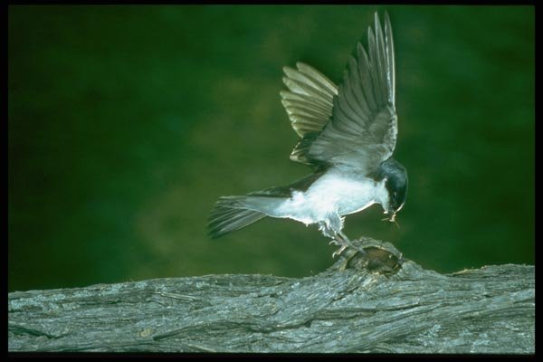 163039 Tree Swallow With Bug A4 Photo Print