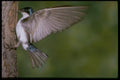 163040 Tree Swallow On Tree Trunk A4 Photo Print