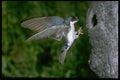 163041 Tree Swallow Coming In For A Landing A4 Photo Print